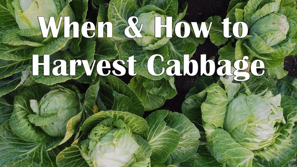 How And When To Harvest Cabbage