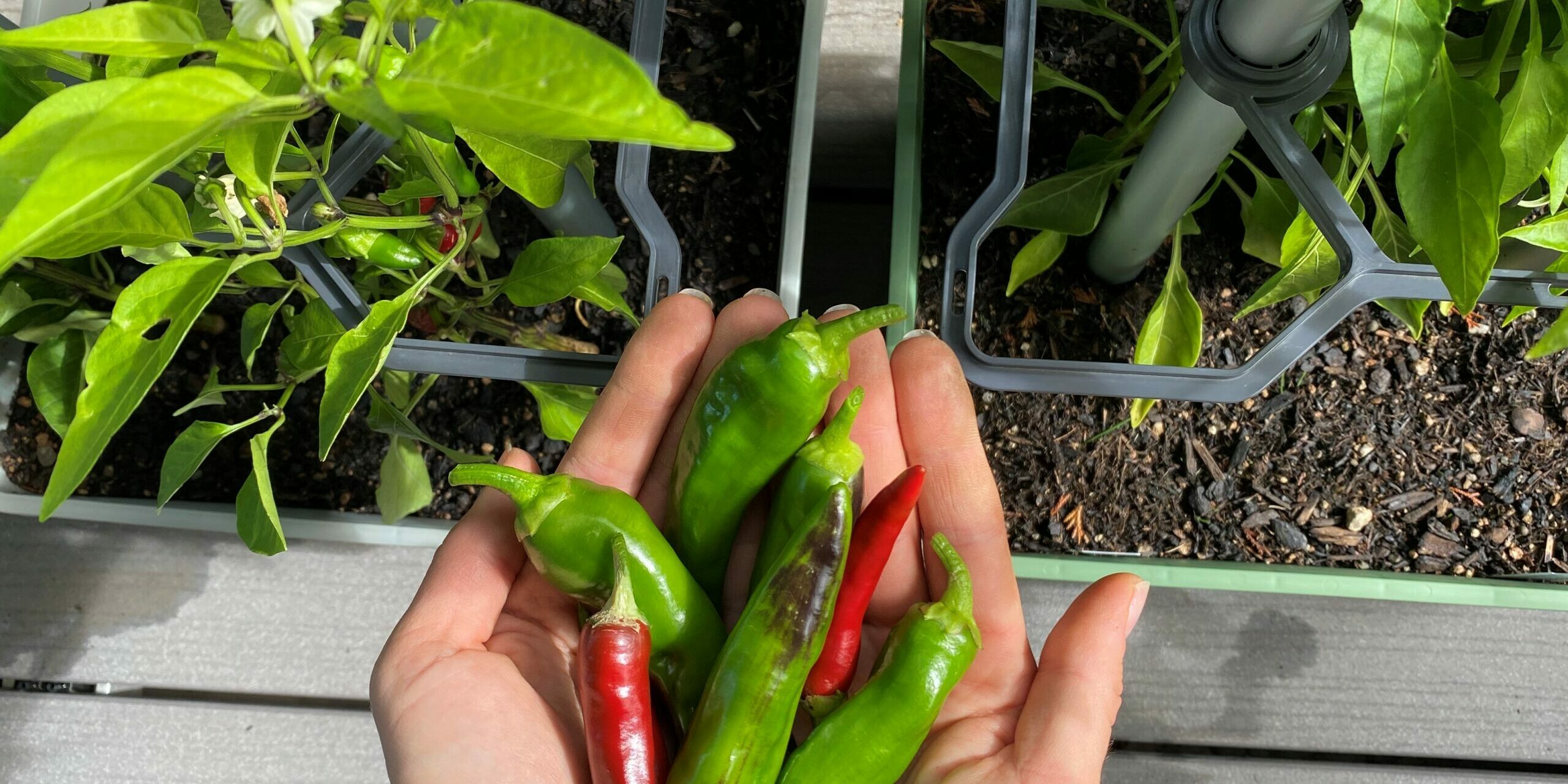 Harvesting Chillies: When and How to Get the Perfect Yield