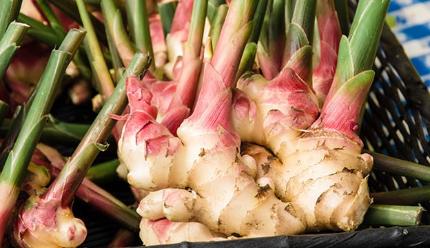 Learn When & How to Harvest Ginger: Complete Guide For Beginners