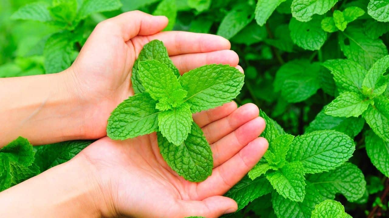 How and When to Properly Harvest Mint