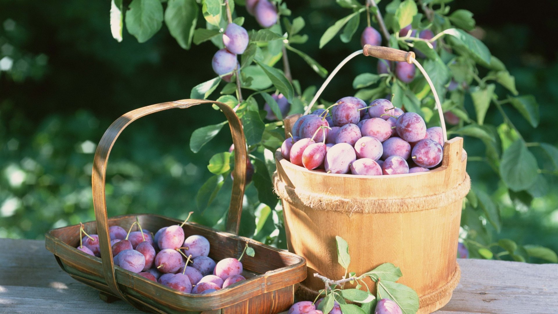 A Beginner’s Guide to Growing and Caring for Plum Trees