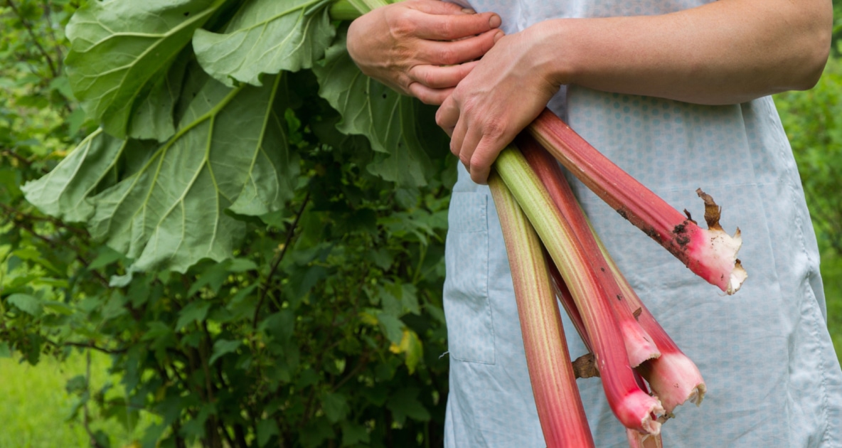 When and How to Harvest Rhubarb for Perfect Results