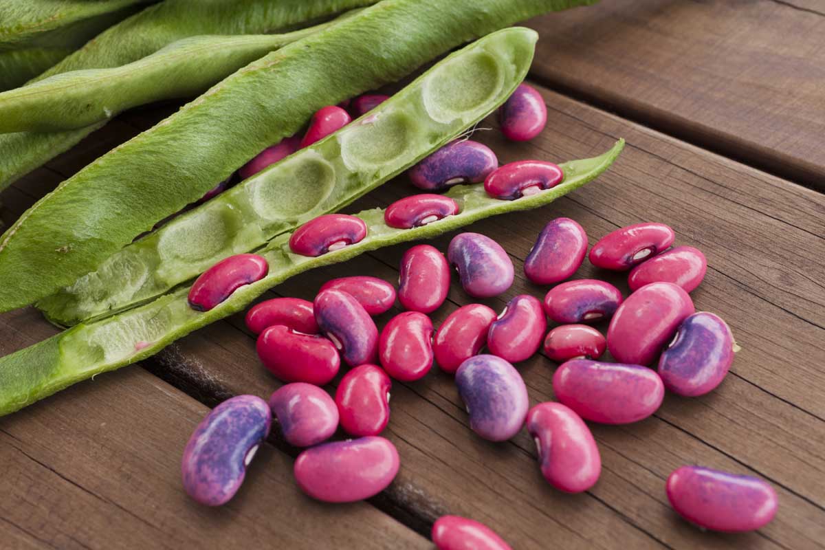 Learn How And When To Harvest Runner Beans