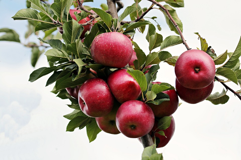 How and When to Prune an Apple Tree [UK]