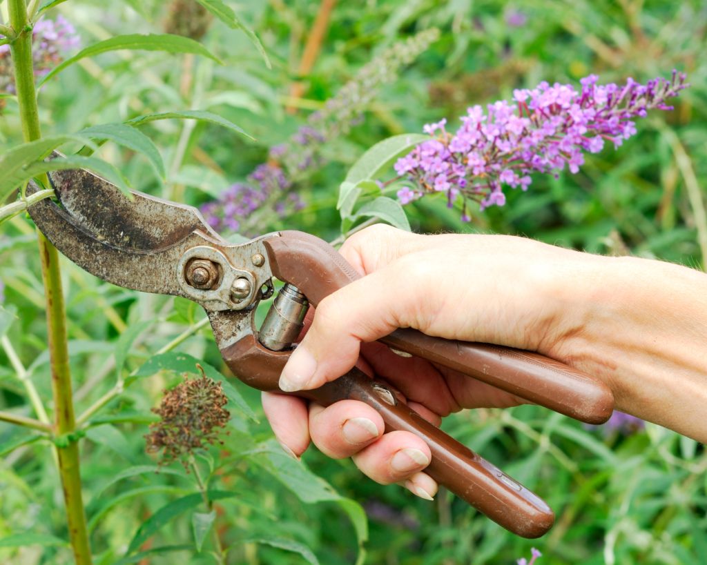 How and When To Prune Buddleja: Tips For a Beautiful Garden