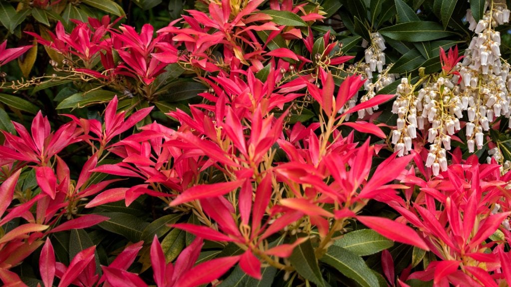 How (And When) To Prune & Cut Back Pieris