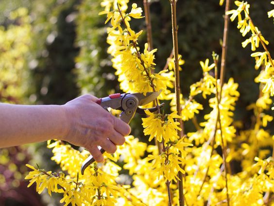 When’s the Best Time to Prune Forsythia? Tips You Need to Know