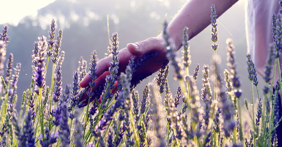 How and When to Prune Lavender in the UK: A Step-by-Step Guide