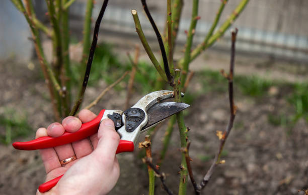 Learn How and When to Prune Your Pear Trees [UK]