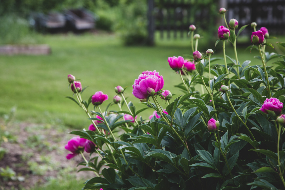 When and How To Prune Peonies The Right Way!