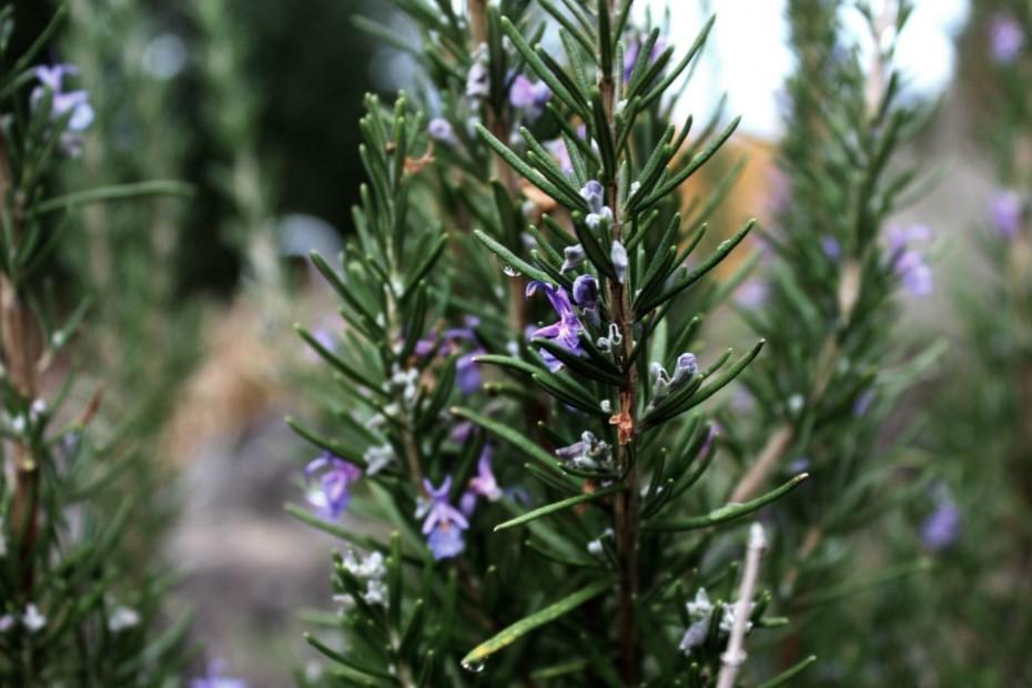 Learn When and How To Prune a Rosemary Plant