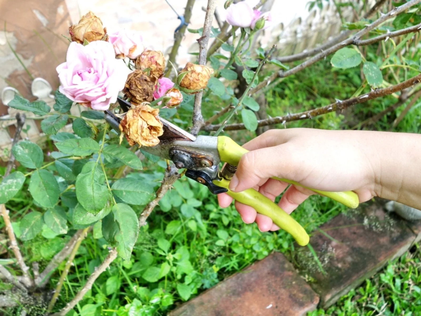 The Ultimate Guide to Pruning Roses: When and How To Do It Right