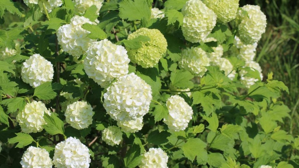 How And When To Prune Viburnum