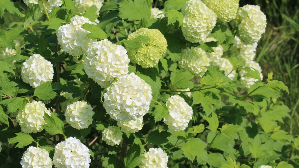 Learn When and How to Prune Your Viburnum for a Thriving Garden