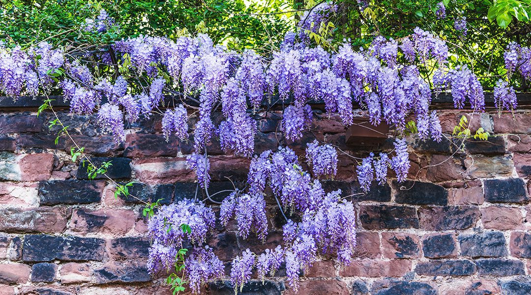 The Ultimate Guide to Pruning Wisteria: Tips and Techniques