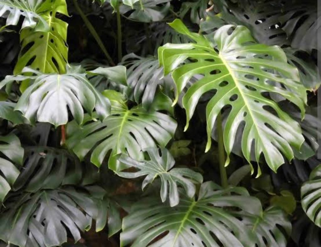 How And When To Repot A Monstera