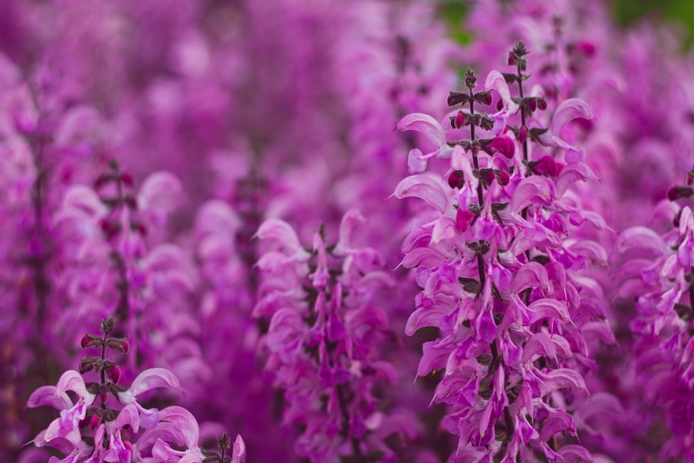 Learn to Grow Salvias in Your Garden with Minimal Care