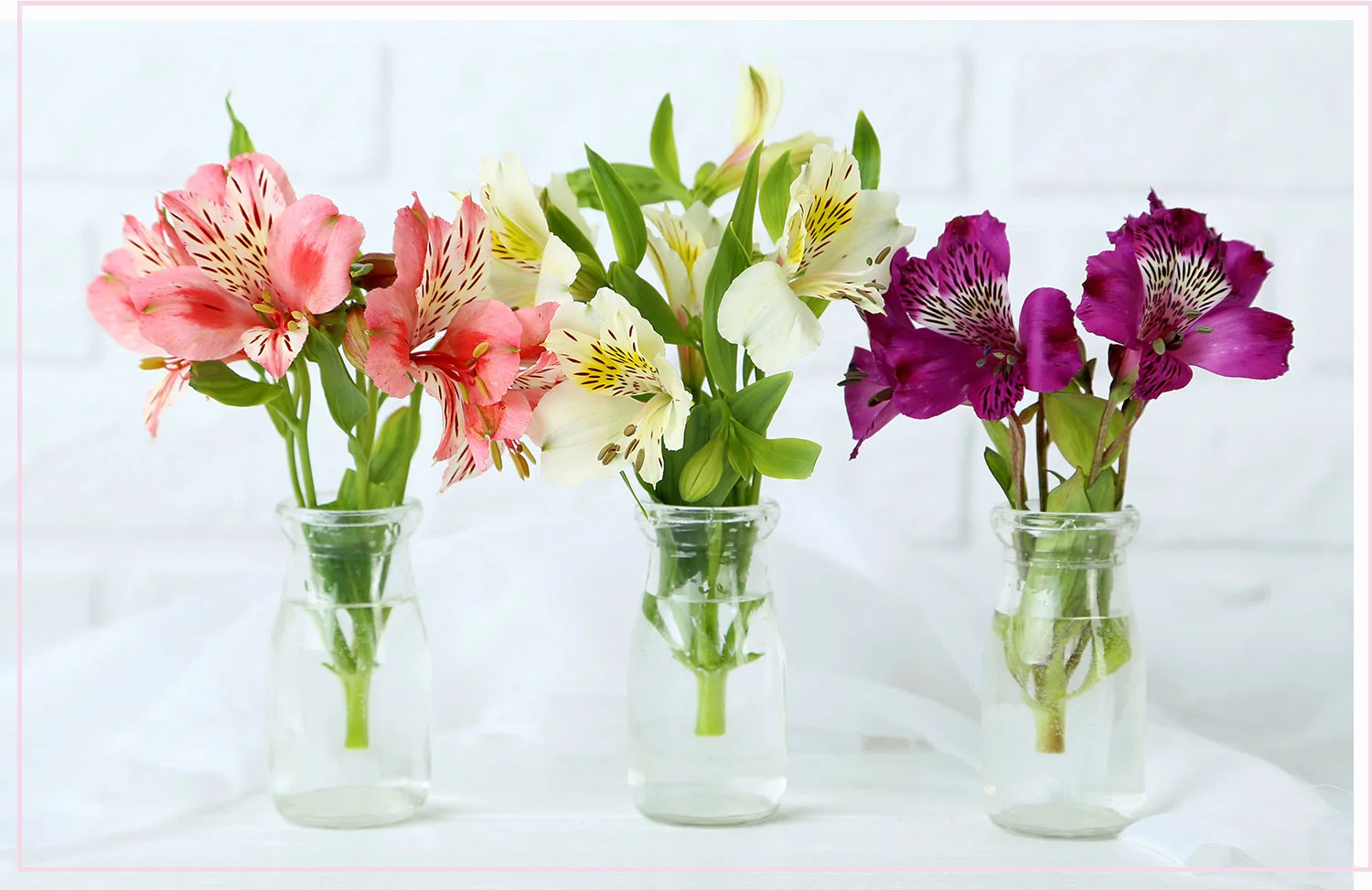 How Can You Elongate the Lifespan of Alstroemeria Flowers? .jpg