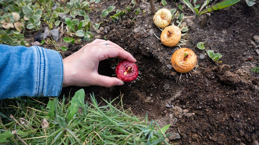 How Deep to Plant Crocosmia Bulbs