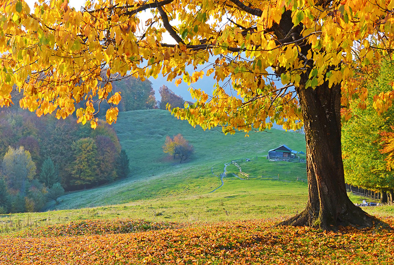 How Do Deciduous Trees Shed Their Leaves