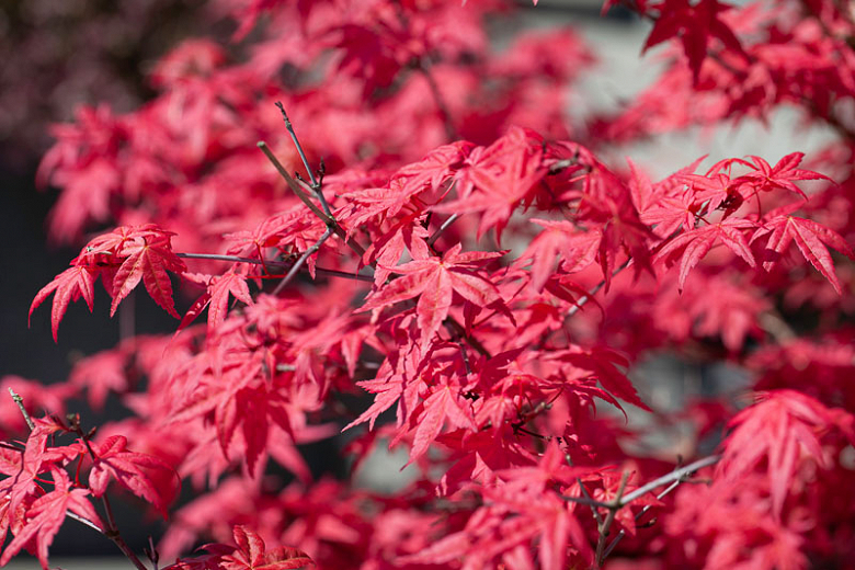 How Do You Take Care of An Acer Tree