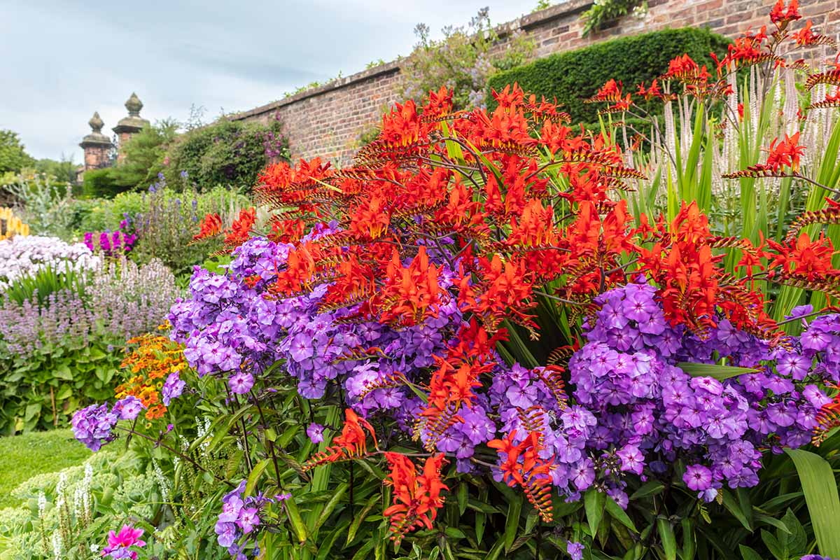 How Long Do Crocosmia Bulbs Take to Grow