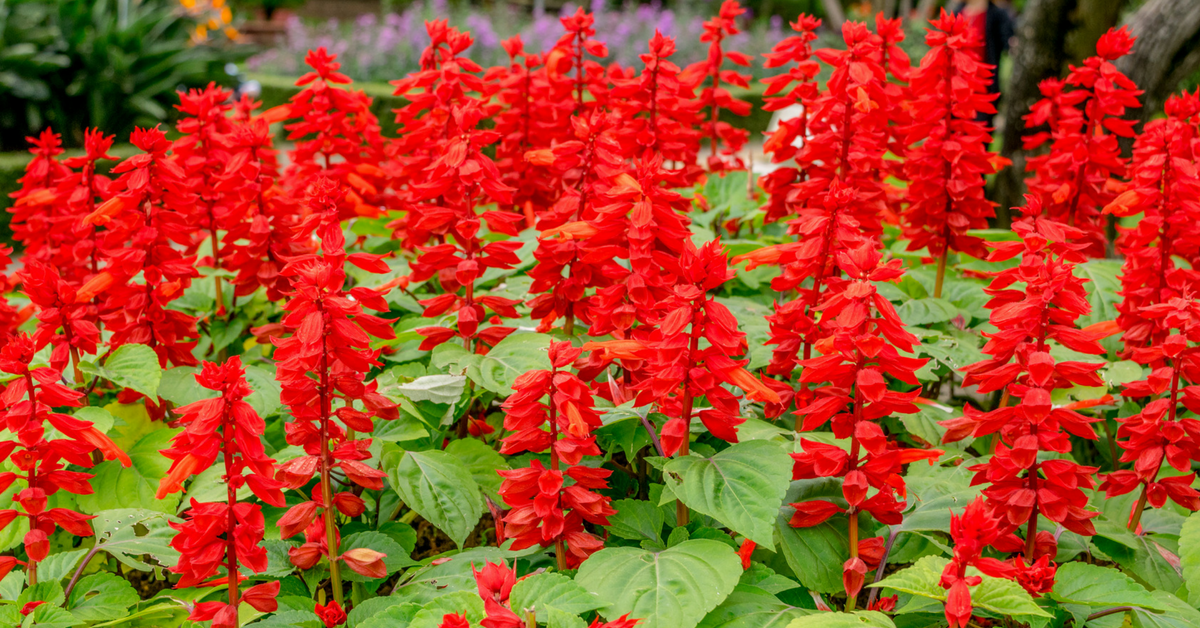 How Long Do Salvias Bloom