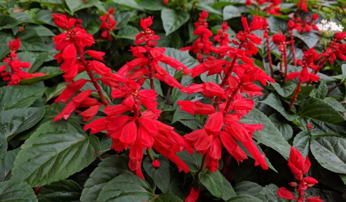 How Long Do Salvias Last in Different Zones?