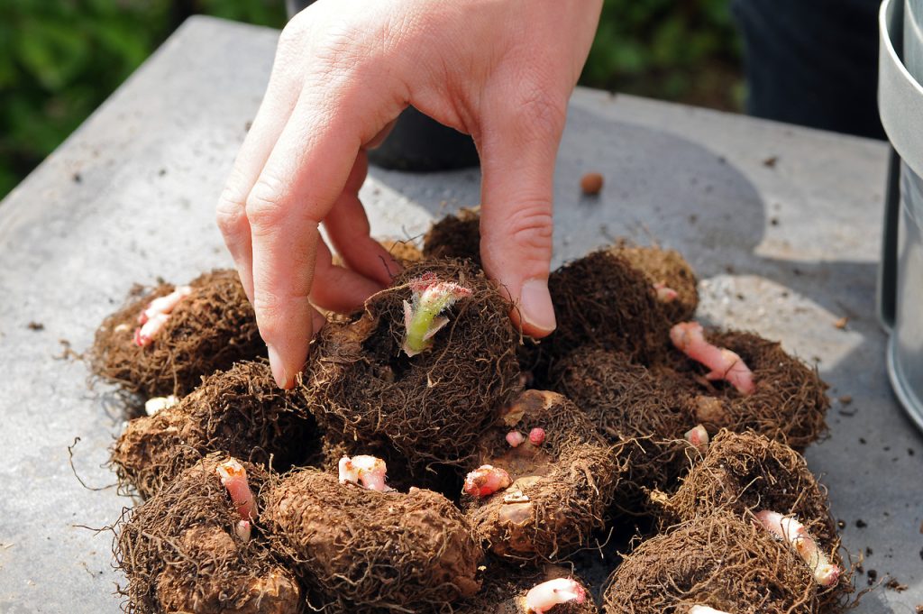 How Long Does It Take Begonia Tubers Bloom