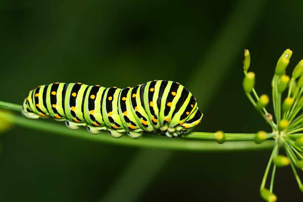 Fascinating Facts About Caterpillars’ Legs