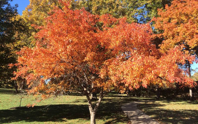 How Much Water and Sunlight Does Crabapple Tree Require