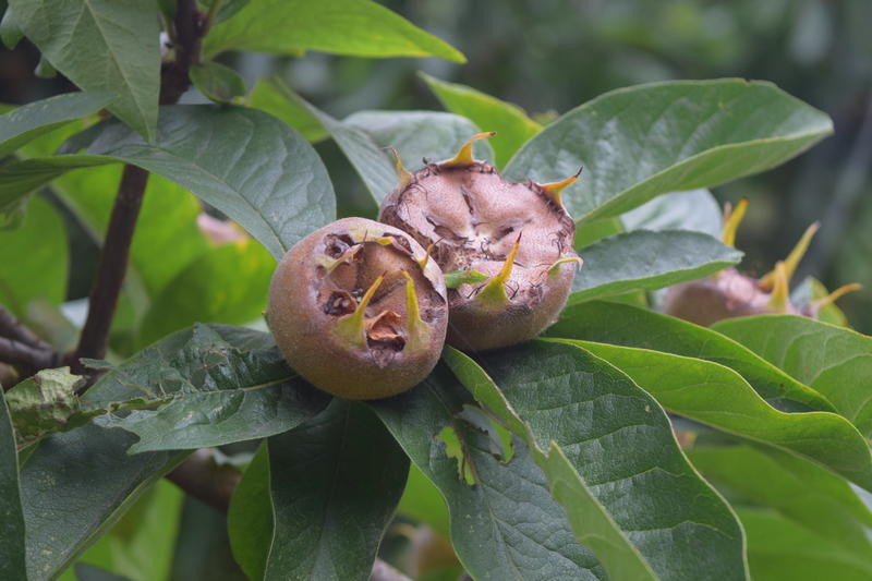 How Much to Water Medlar