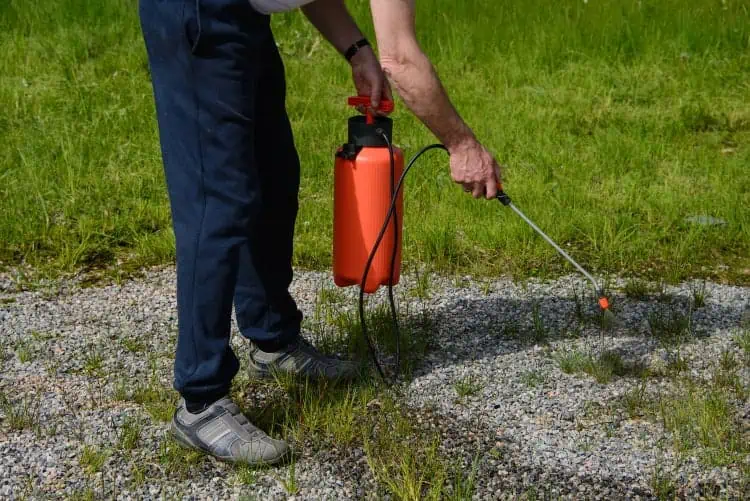 How Often Should You Use Bleach on Weeds