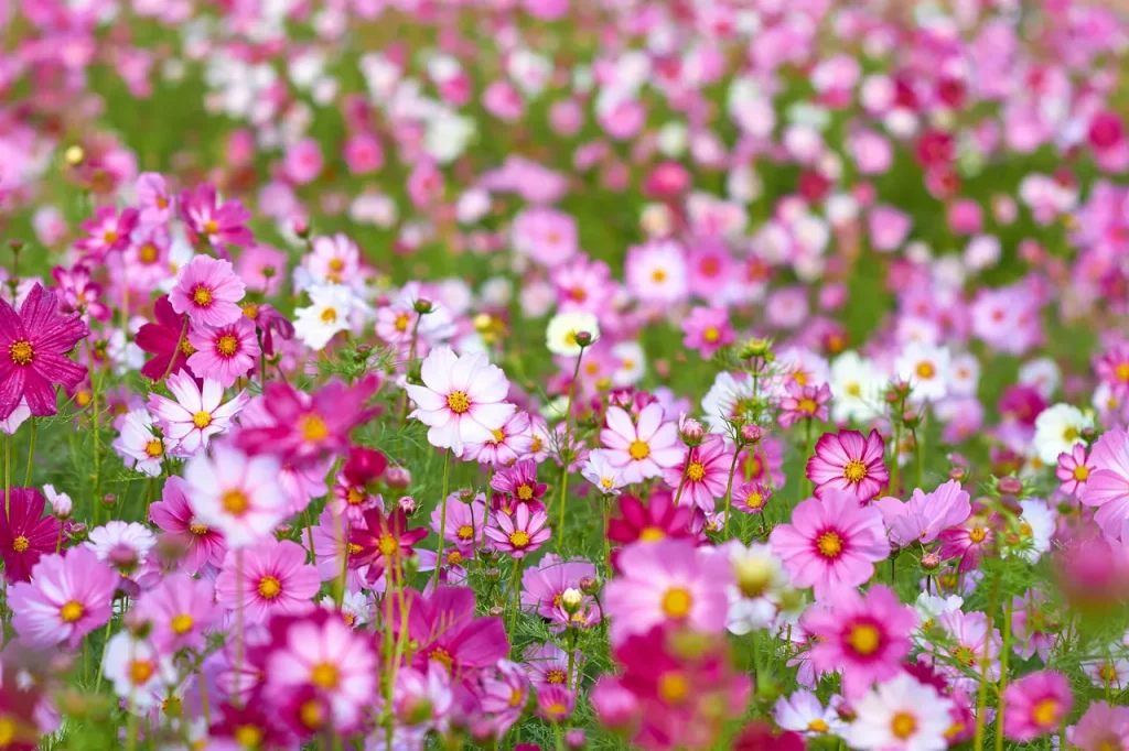 How Should You Take Care of Cosmos After Pinching