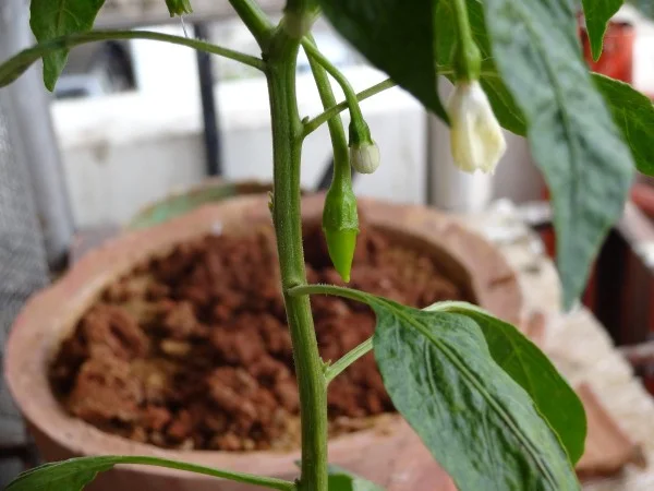 How Should Your Chilli Crop Be Cared For