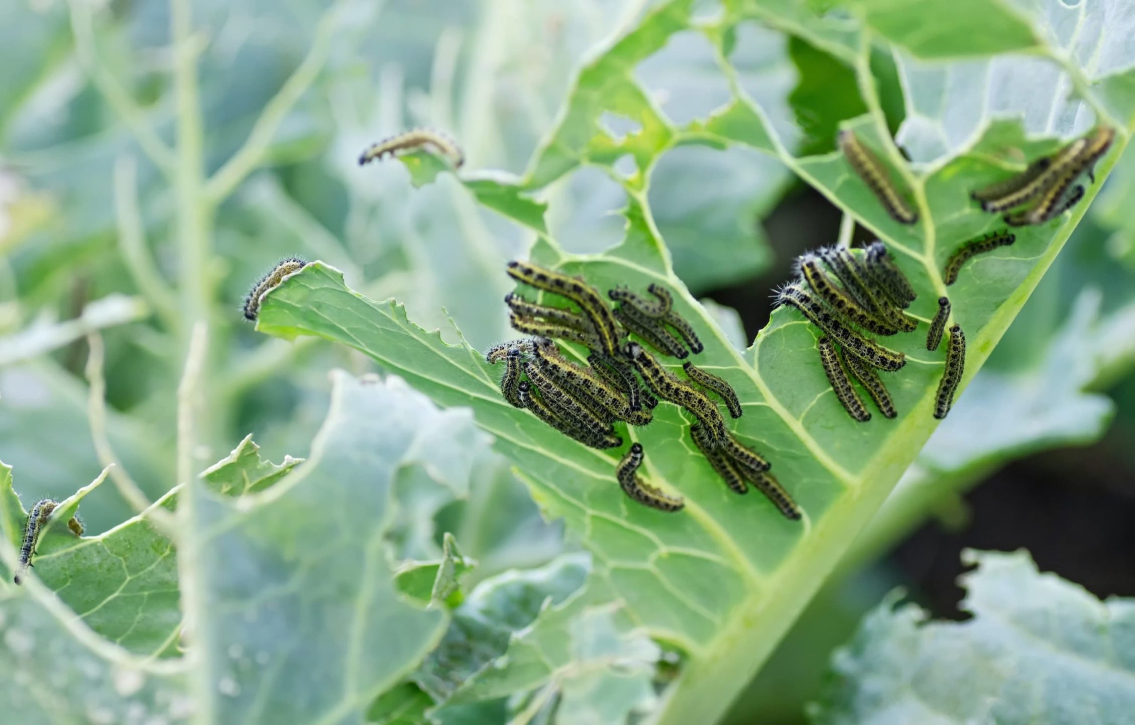 How To Get Rid Of Cabbage White Caterpillars With 6 Methods