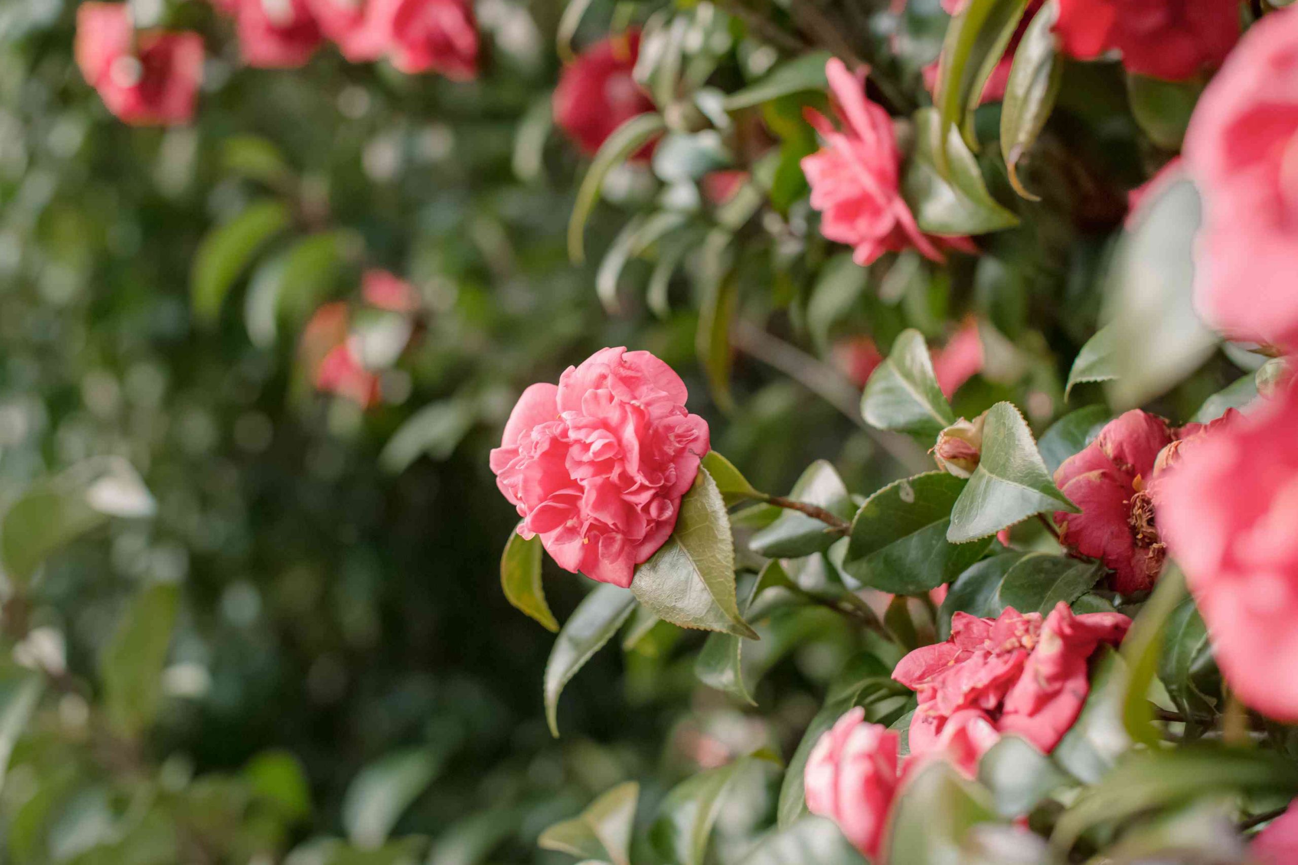 Winter Camellia Care: Key Tips for Keeping Your Plants Healthy