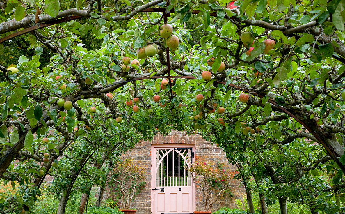 Expert Guide: Designing Your Own Espalier Fruit Tree Screen