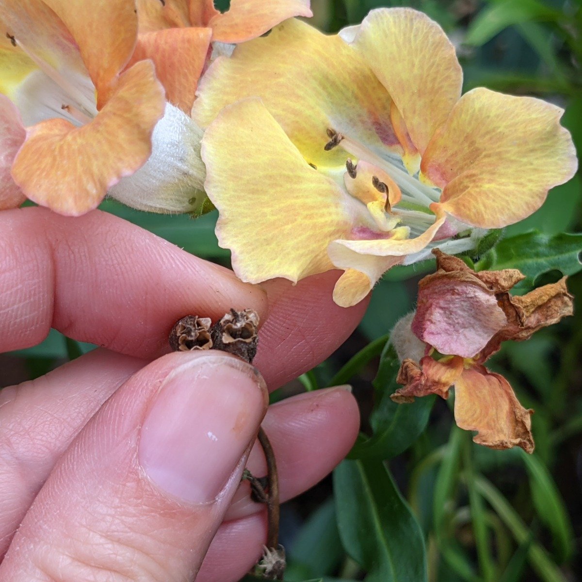 How to Properly Deadhead Antirrhinum ‘Snapdragons’