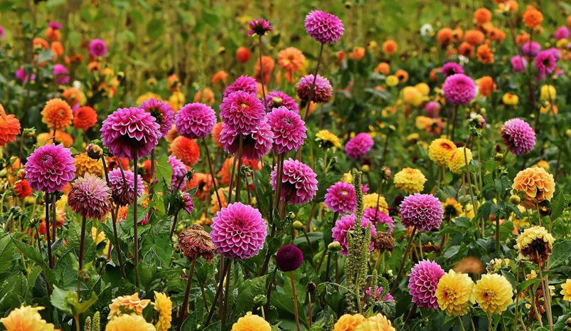 Step-by-Step Guide on Deadheading Dahlias for a More Beautiful Garden