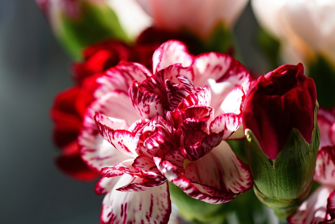 4 Easy Steps to Deadheading Dianthus Plant