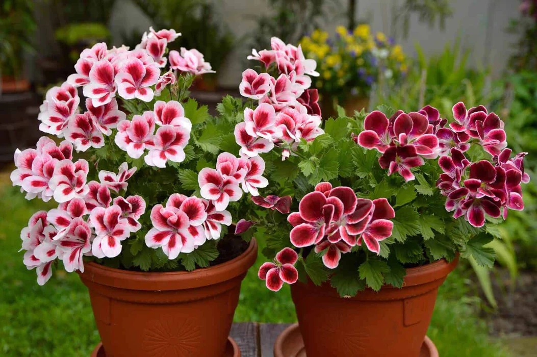 How to Deadhead Geraniums Correctly: Tips and Tricks for Success