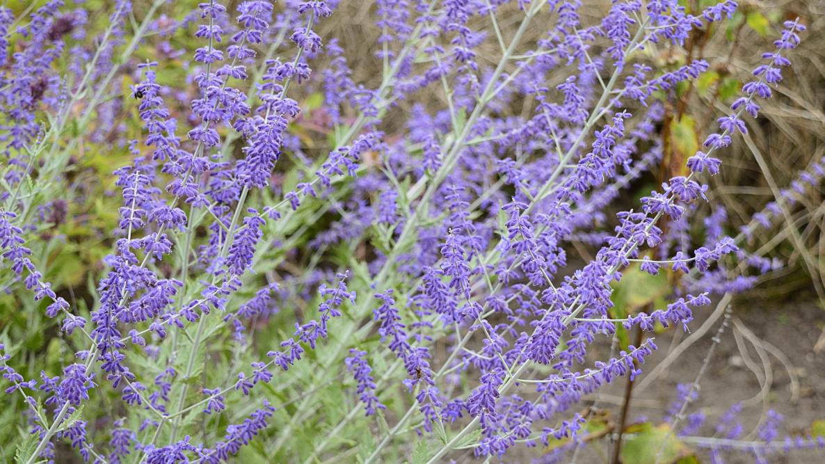 Deadheading Salvia (Sage): A Complete Guide