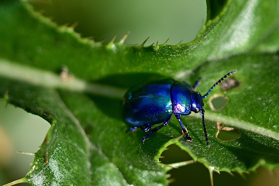 6 Effective Ways To Deal With Blue Mint Beetle