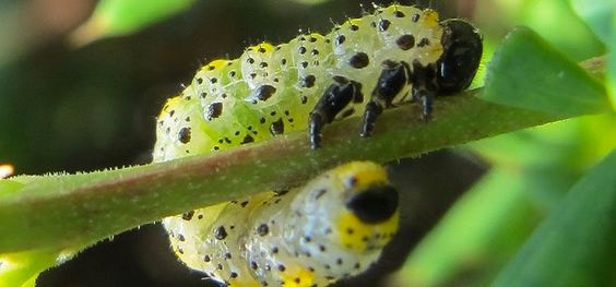 How To Protect Your Gooseberry Plants From Sawfly And Caterpillars