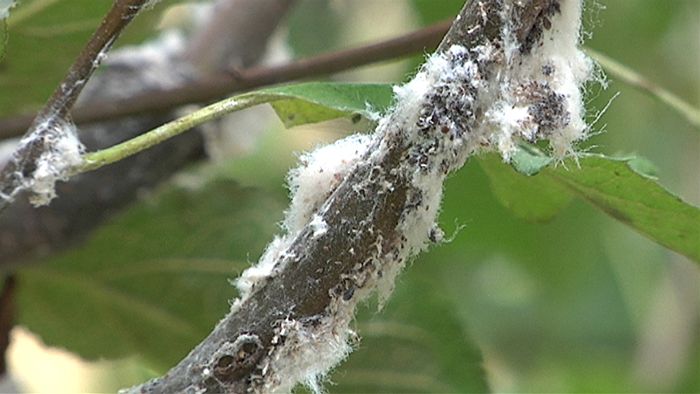 4 Effective Ways To Combat Woolly Aphids On Your Apple Trees