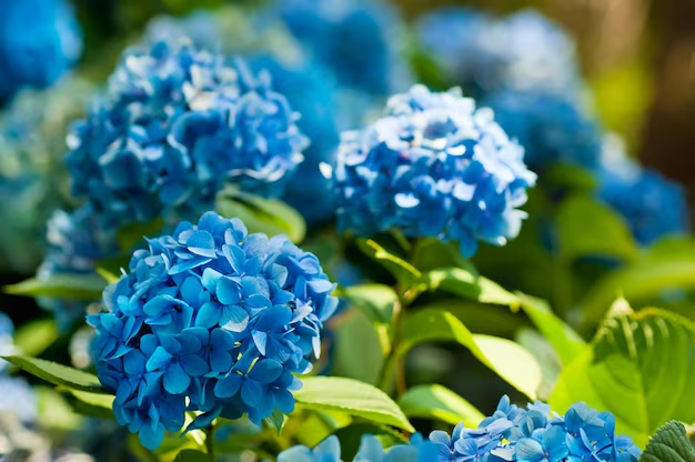 3 Easy Steps to Dry Hydrangea Flowers for Long-Lasting Beauty