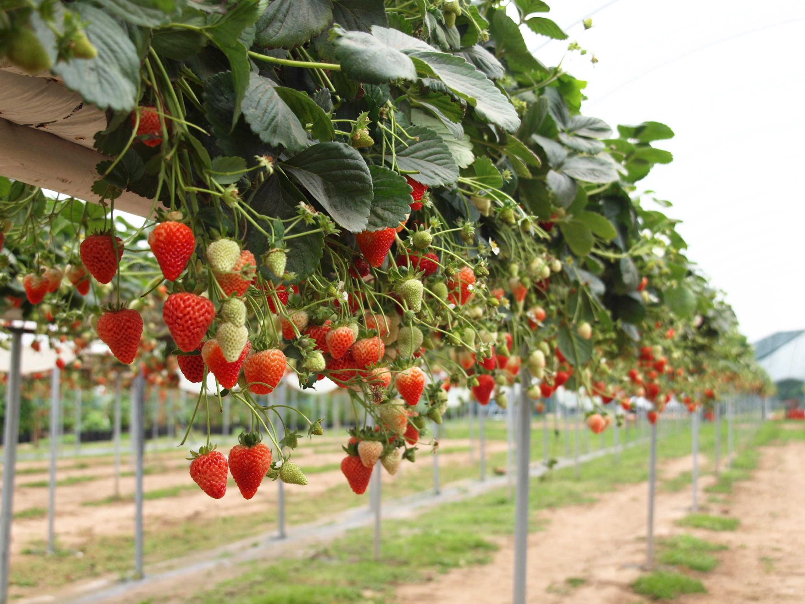 12 Tips to Grow Plants from Strawberry Runners