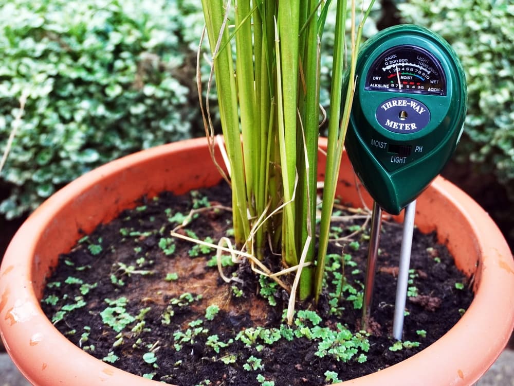 How To Find if The Soil is Acidic or Alkaline