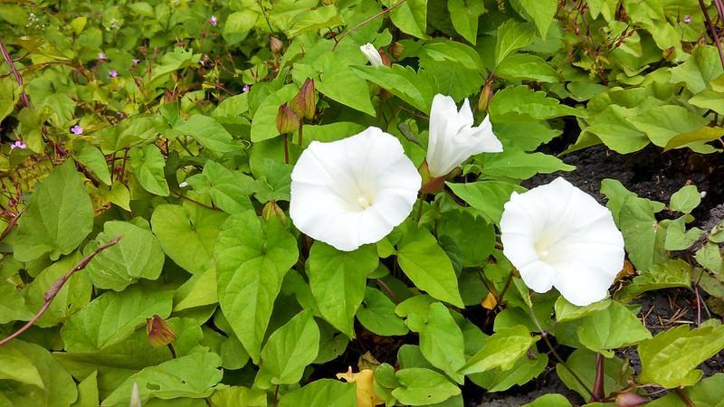 How To Remove Bindweed And Keep It From Coming Back